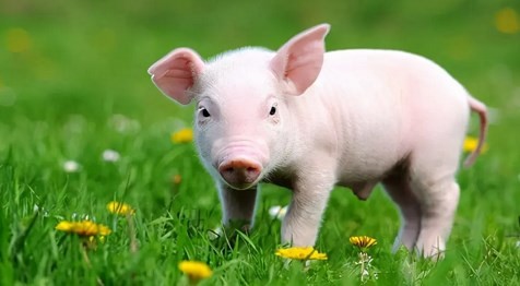 生肖猪是哪几年出生的 猪年是怎么计算来的