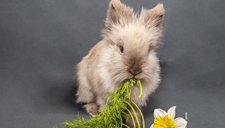 属兔的今年多大了 不同年龄的属兔人运势情况