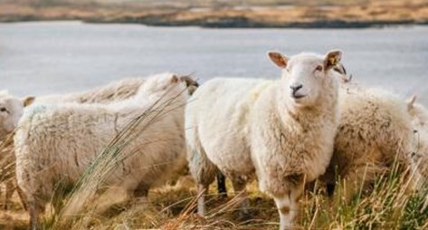 2023年属羊的会是一个坎 为什么说2023年属羊的会是一个坎 