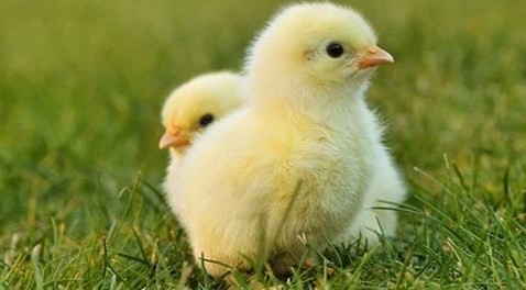 属鸡人2023年命中的两大贵人 属鸡人2023年命中的两大贵人是谁