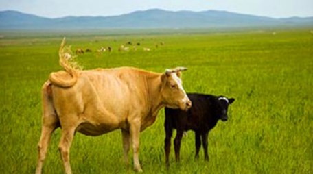 属牛的婚姻 属牛的会在哪一年离婚