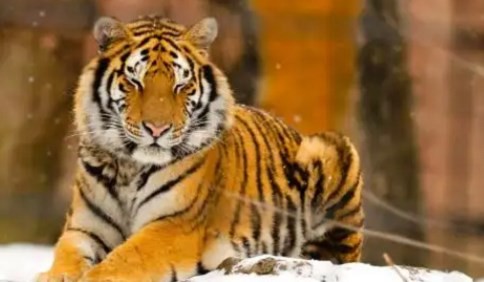 属虎的多大年龄 属虎的今年多大了2023