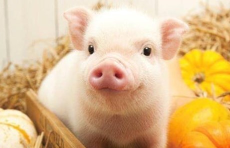 为什么2023年属猪的会是一个坎 2023年属猪会是一个坎的说法