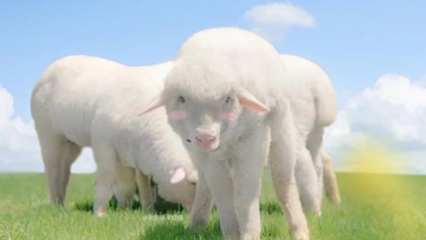 属羊的今年多大了 属羊2024多大年龄