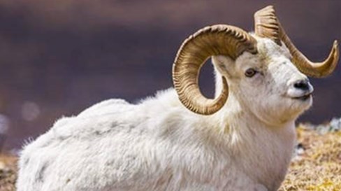 属羊的今年多大 属羊的今年多大了2023