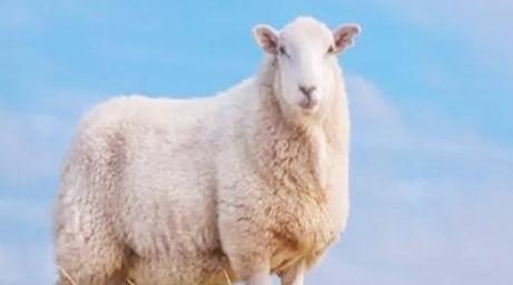 属羊的和什么属相最配相克 属羊的和什么属相最配相克详解