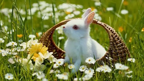 属兔的今年多大 属兔今年多大年龄2023