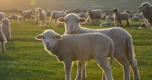 属羊今年多少岁 属羊今年几岁2023