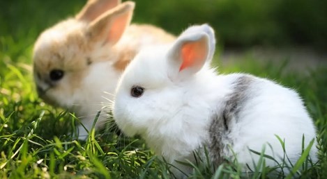 属兔的今年多大了 属兔的今年多大了2023年多大了