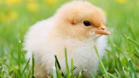 1957属鸡的今年多大了 1957属鸡的今年多大了2023