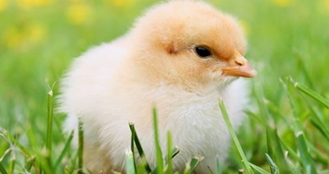 属鸡的今年多大 属鸡今年多大2023