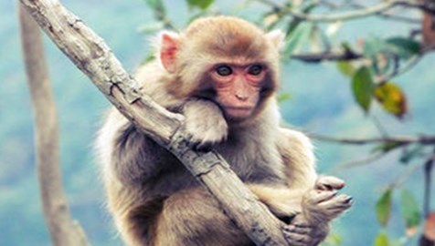 属猴的三合生肖 属猴的三合生肖是什么 