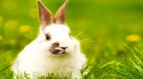 属兔的克星 属兔的克星是什么属相