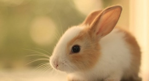 属兔不能生在几点 揭秘属兔不能生在几点